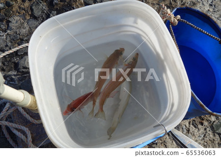 親吻釣魚 親吻釣魚 65536063
