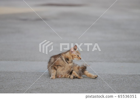 an abandoned homeless cat. pet on the street 65536351