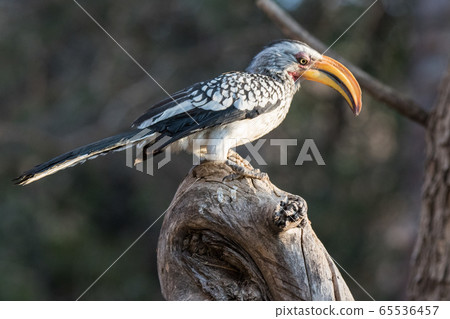 Portrait of a beautifull southern Yellow billed hornbill,Tockus leucomelas, with huge beak sitting on the branch. Namibia. Africa 65536457