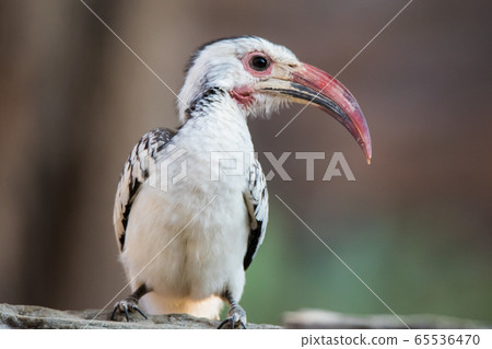 Portrait of a beautifull Northern red-billed hornbill, with huge beak sitting on the branch. Namibia. Africa Portrait of a beautifull Northern red-billed hornbill, with huge beak sitting on the branch. Namibia. Africa 65536470