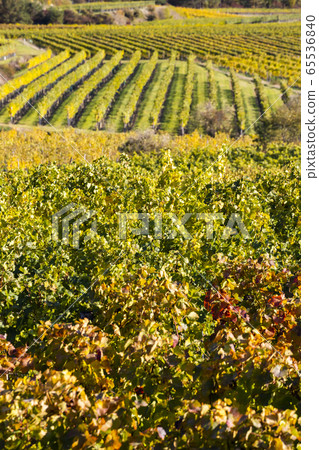 autumn vineyard near Langenlois, Lower Austria, autumn vineyard near Langenlois, Lower Austria, 65536840