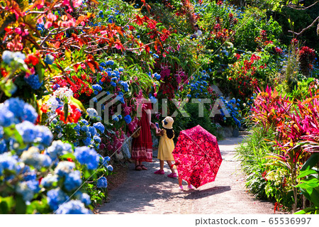 繡球 繡球 65536997