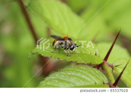 愛麗絲·阿布/阿里諾斯·阿布/金愛麗絲·阿布 65537028