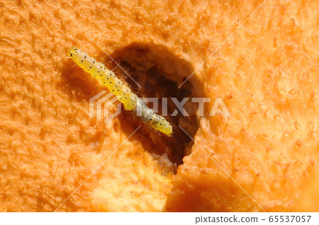 發現錯誤！ 65537057