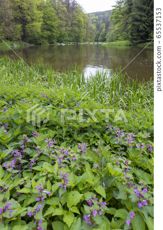 river Sazava near Smrcna, Czech Republic river Sazava near Smrcna, Czech Republic 65537153
