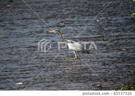 蒼鷺 蒼鷺 65537326