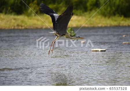 蒼鷺 蒼鷺 65537328