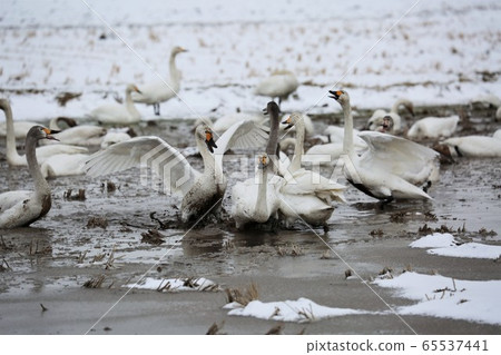Scenery of Hokkaido "Swan in the rice field" Scenery of Hokkaido "Swan in the rice field" 65537441