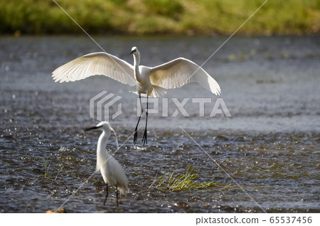 白鷺 65537456