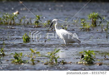 白鷺 65537457