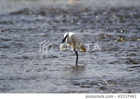 白鷺 白鷺 65537461