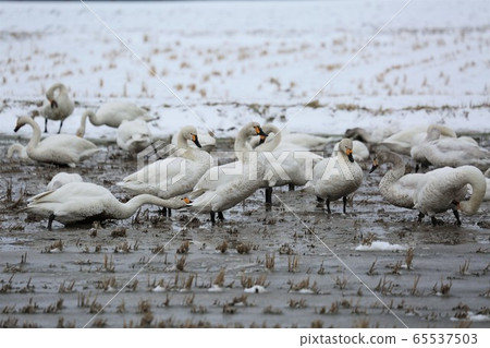 Scenery of Hokkaido "Swan in the rice field" Scenery of Hokkaido "Swan in the rice field" 65537503