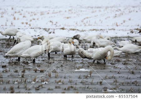 Scenery of Hokkaido "Swan in the rice field" Scenery of Hokkaido "Swan in the rice field" 65537504