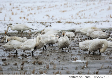 Scenery of Hokkaido "Swan in the rice field" Scenery of Hokkaido "Swan in the rice field" 65537508
