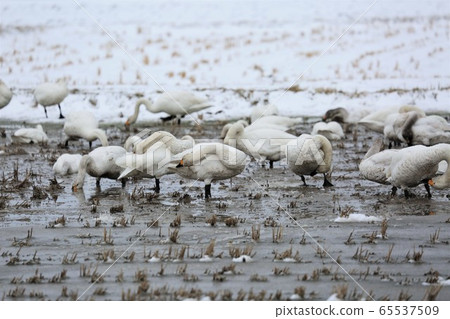 Scenery of Hokkaido "Swan in the rice field" Scenery of Hokkaido "Swan in the rice field" 65537509