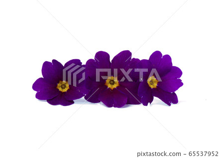 ..Primrose violet. Flower on isolated white ..Primrose violet. Flower on isolated white 65537952