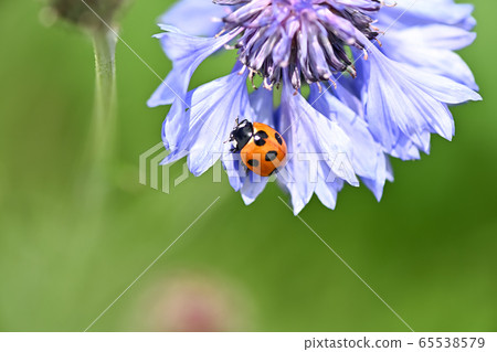 Nana Hoshi Tentou 65538579