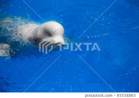 beluga whale (white whale) in water 65538863