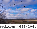 Finnish land where birds dance Finnish land where birds dance 65541041