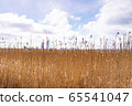 Finnish plains Finnish plains 65541047