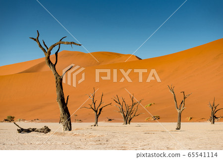 Dead trees against sand dunes in Deadvlei, 65541114