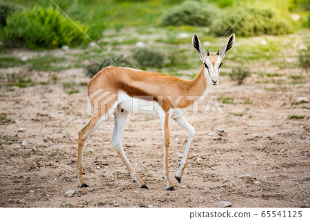 Springbok in bush field of Etosha National park, Springbok in bush field of Etosha National park, 65541125