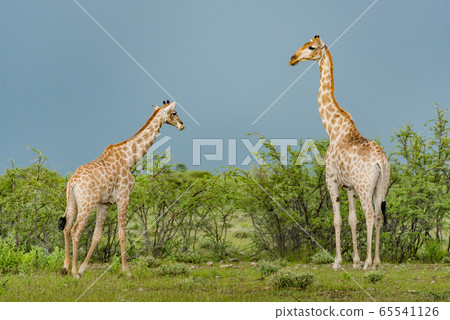 Giraffe in the bush at Etosha National Park, 65541126