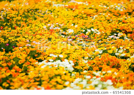 花園橙色 65541308