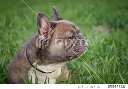 dog, bulldog, french bulldog 65542888