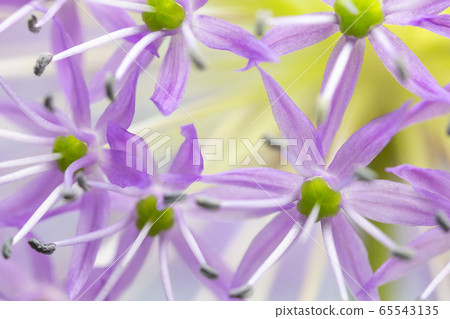 Nature background of Allium flowers closeup. Nature background of Allium flowers closeup. 65543135