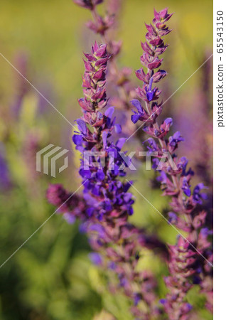 Blossoming steppe grass sage Salvia official on the field, overlooking the river. Bright, beauty. Blossoming steppe grass sage Salvia official on the field, overlooking the river. Bright, beauty. 65543150
