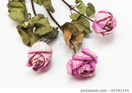 three dry roses on white background 65543154