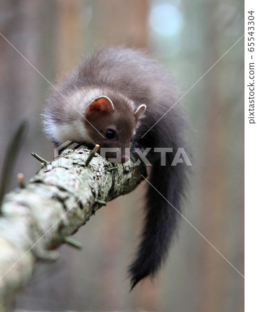 Young Marten beech, lat. Martes foina Young Marten beech, lat. Martes foina 65543304