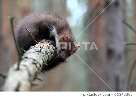 Playing young Marten beech, lat. Martes foina  65543305