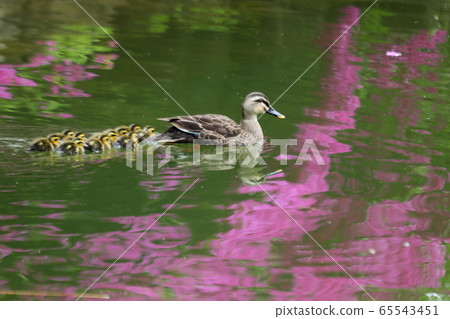 鴨家庭，鴨，小鴨， 65543451