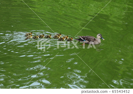 鴨家庭，鴨，小鴨 65543452