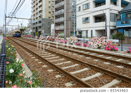 Tram and colorful rose flowers along the line 65543463