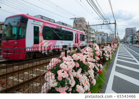Tram and colorful rose flowers along the line 65543466