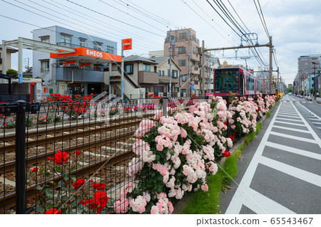Tram and colorful rose flowers along the line 65543467