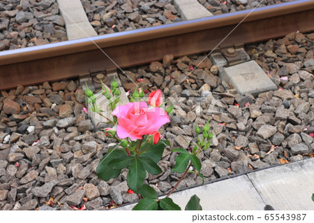 Colorful roses along the Toden line up 65543987