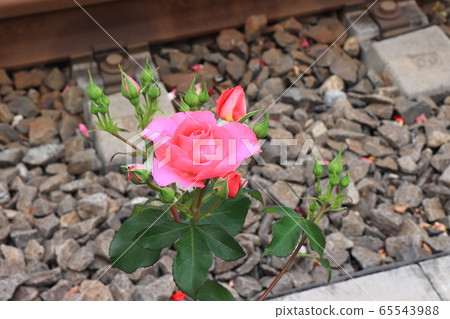 Colorful roses along the Toden line up 65543988