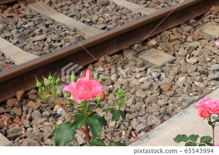 沿著托頓的多彩玫瑰排隊 65543994