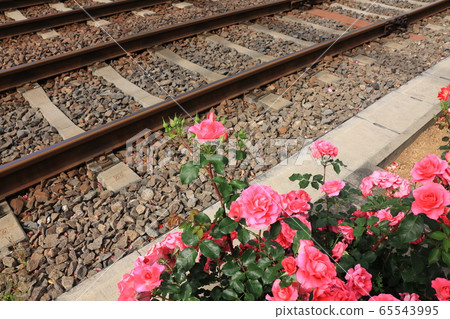 Railroad tracks and colorful roses along the Toden line 65543995