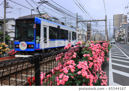 電車和沿線的七彩玫瑰花朵 65544167