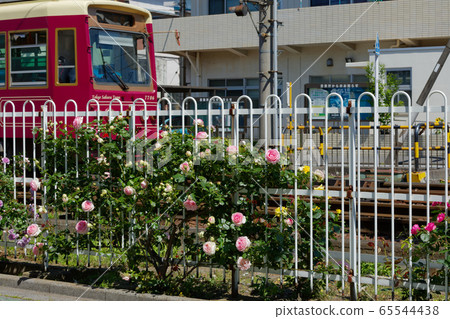 電車和沿線的七彩玫瑰花朵 65544438