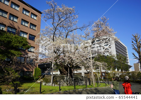 National Natural Monument Ishiwari Sakura 65544441