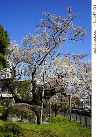 National Natural Monument Ishiwari Sakura National Natural Monument Ishiwari Sakura 65544451