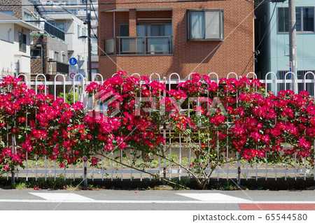 鐵軌和Toden線上的七彩玫瑰 65544580