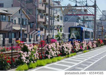 電車和沿線的七彩玫瑰花朵 65544585