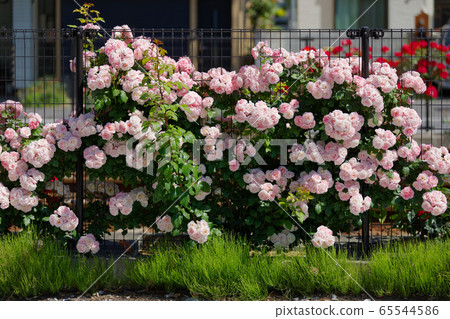 鐵軌和Toden線上的七彩玫瑰 65544586
